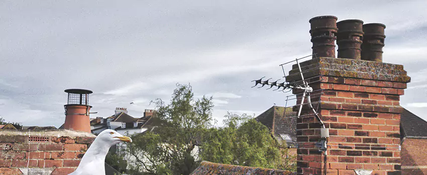 Chimney Cleaning And Restoration in Fort Washington, Maryland